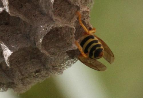 Réf. 336 178 : Polistes dominula